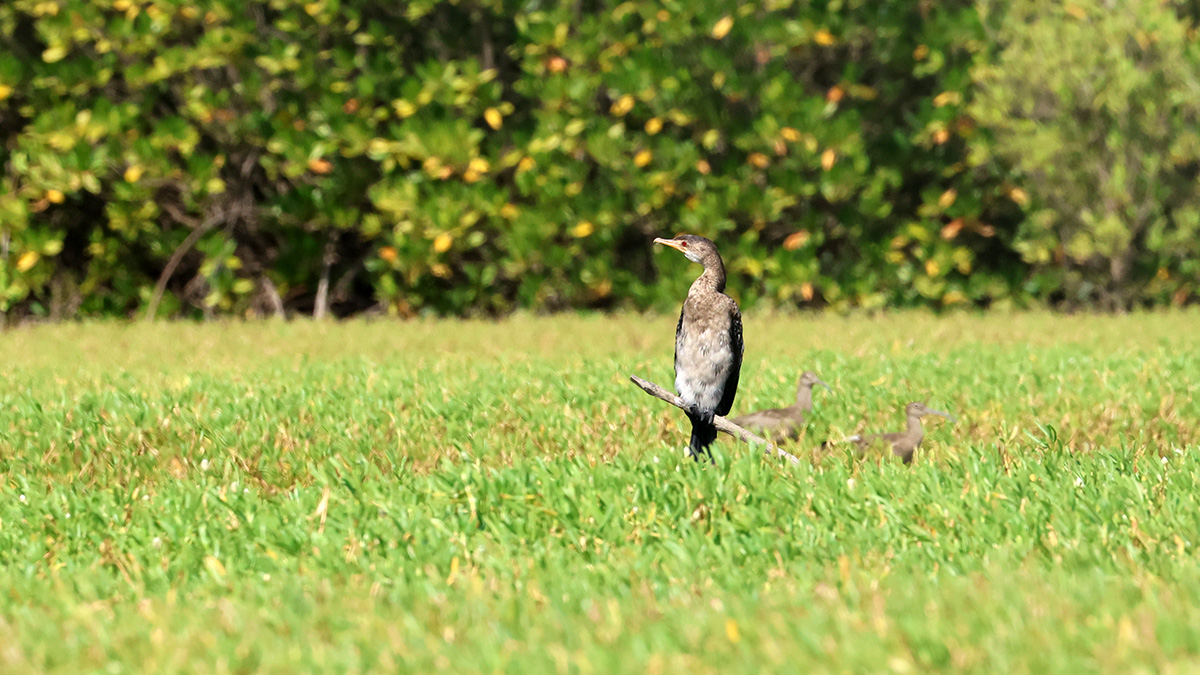Long-tailed Cormorant